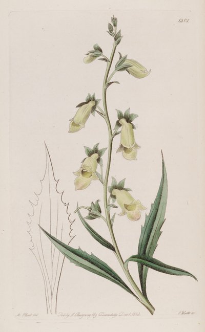 Digitalis obscura subsp. laciniata door John Lindley